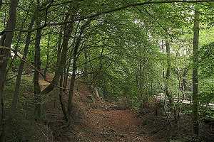 Schönebecker Busch